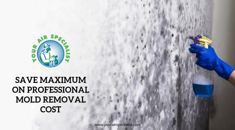 Save Maximum On Professional Mold Removal Cost (1)