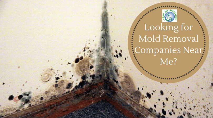Mold Removal Companies Near Me | Your Air Specialist