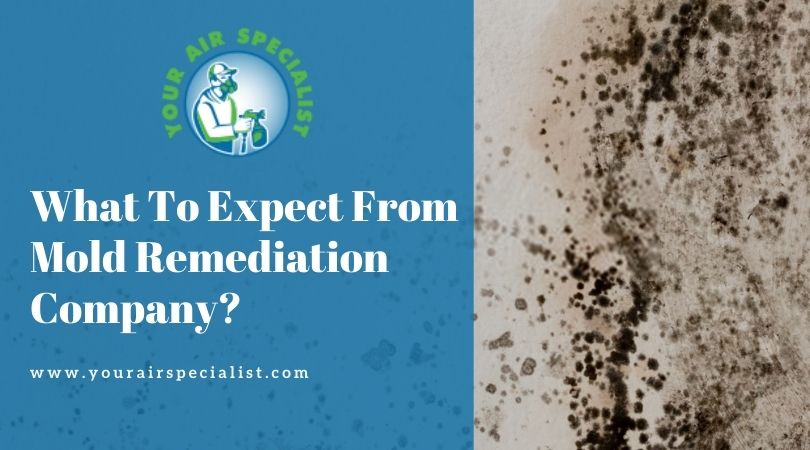 What To Expect From Mold Remediation Company